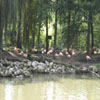 Les flamans roses