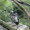 Le Condor des Andes