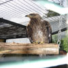 Un Aigle