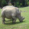 Un Rhino