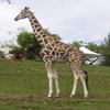 Une Giraffe