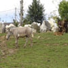 Un Zebre