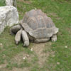 Une Tortue Géante