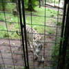 Un Tigre Blanc