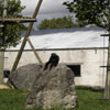 Un singe au taquet...