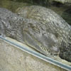Un croco