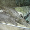 Deux Croco
